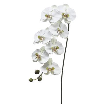 White Phalaenopsis Orchid Large budded