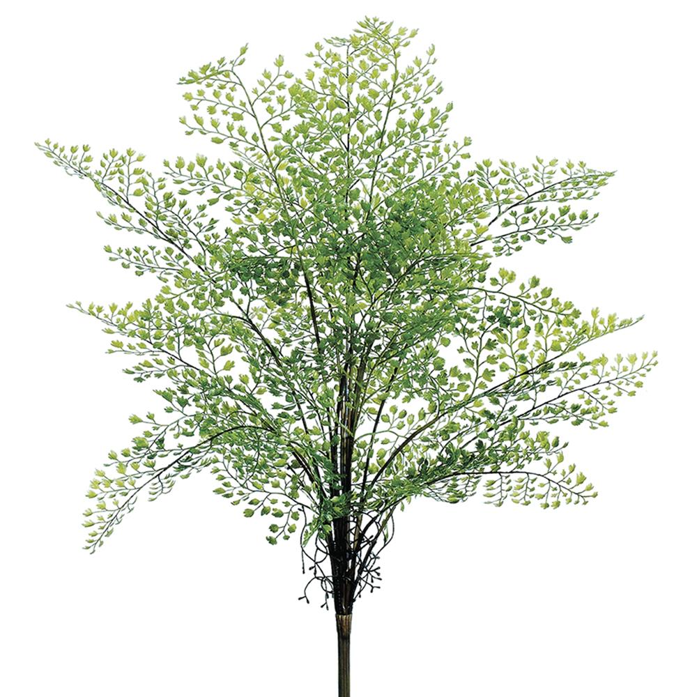 Maidenhair Fern 24"