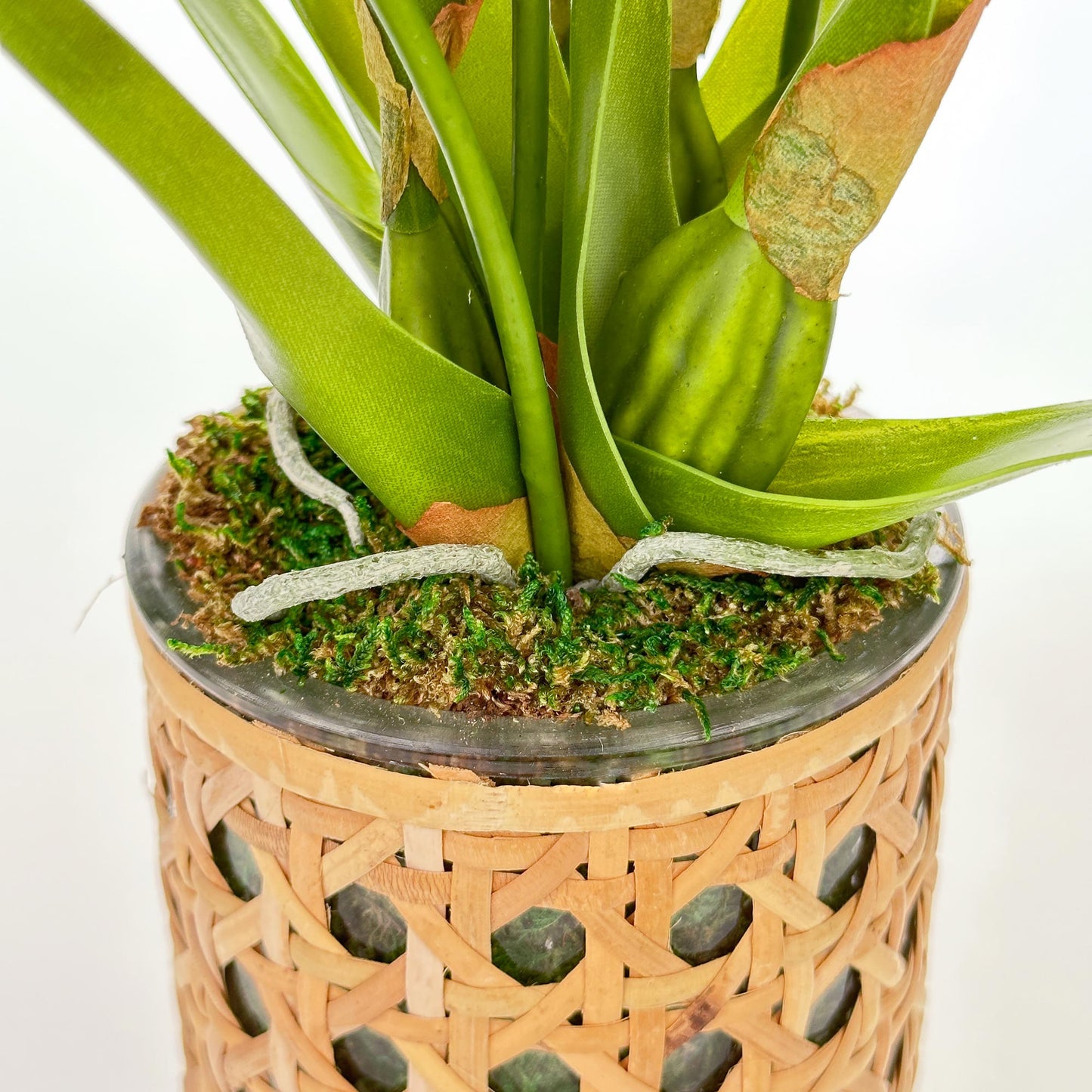 Two Butterfly Orchids in Cane Pot