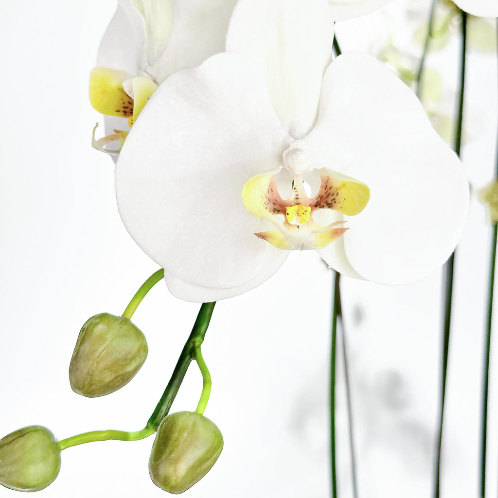 Five Medium Orchids in 10" Contour Bowl