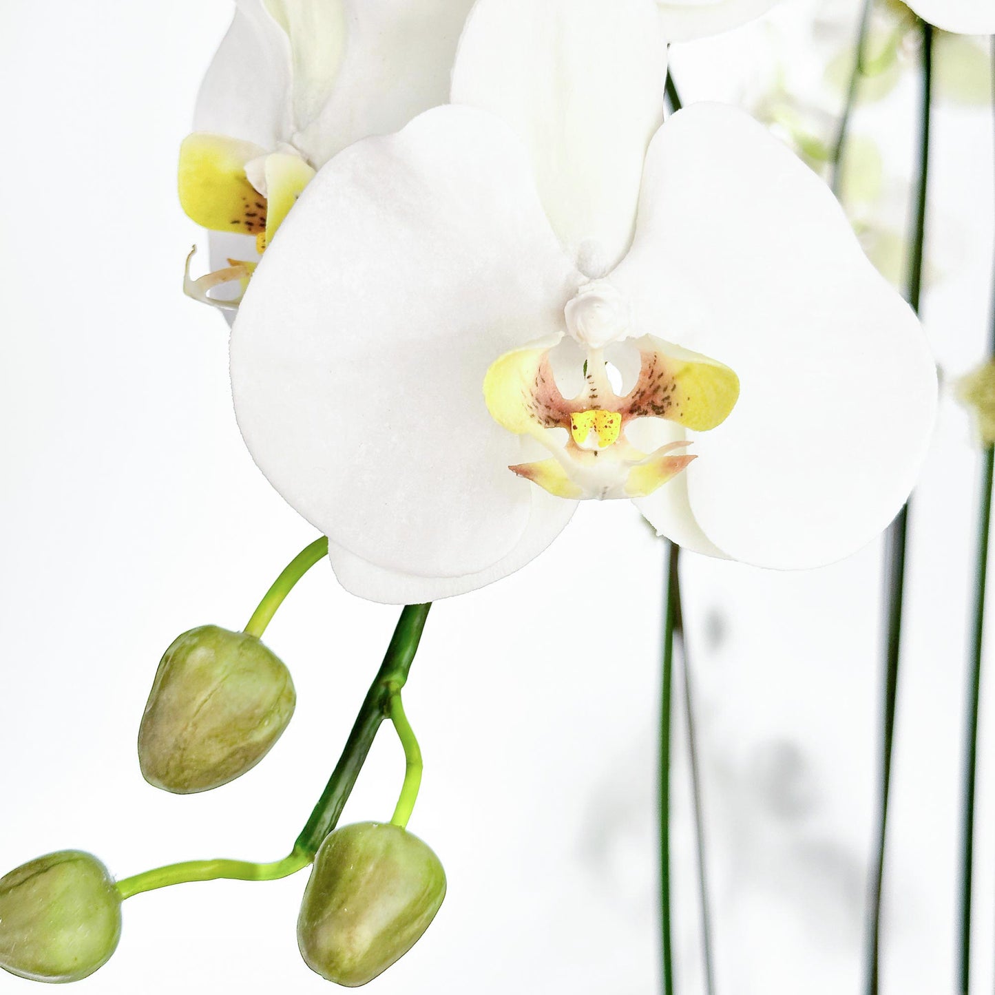 Three Medium Orchids in 8" Contour pot