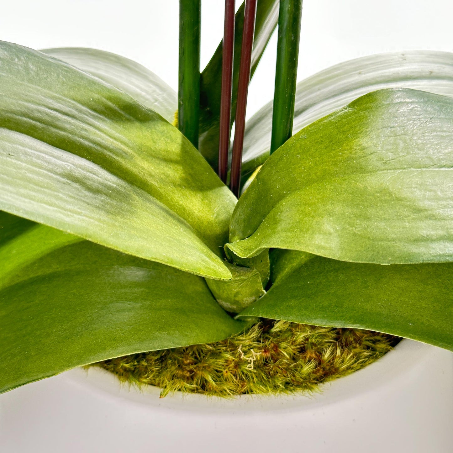 Two Medium Orchids in 6" Contour pot