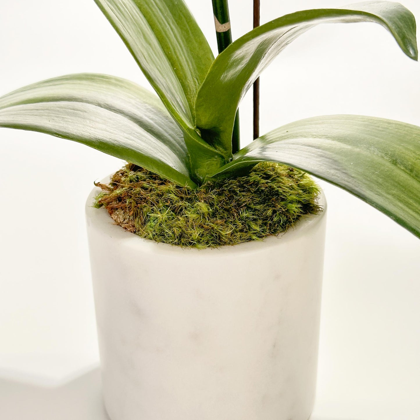 One Small Orchid in 4" Marble Pot