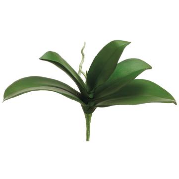 Phalaenopsis Orchid Leaf Set 10" Green