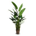 An artificial Traveller's Palm tree standing 10 feet tall, displayed in a brown nursery pot.