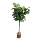 Faux fiddle leaf fig standard tree 6.5', side view