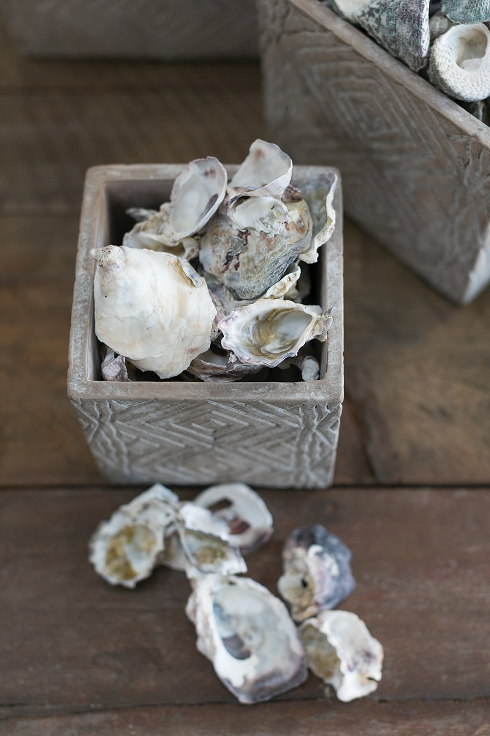 Oyster Shells