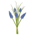 Grape Hyacinth Bundle 10"