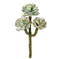 Triple Mini Echeveria 8"