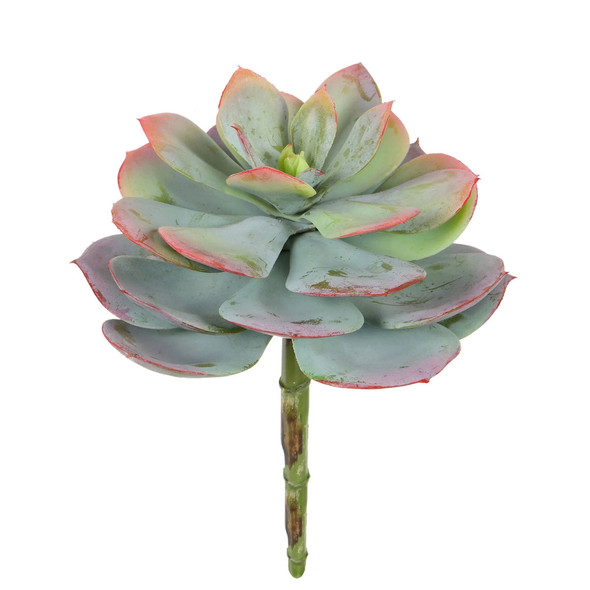 Echeveria Star 7.5"