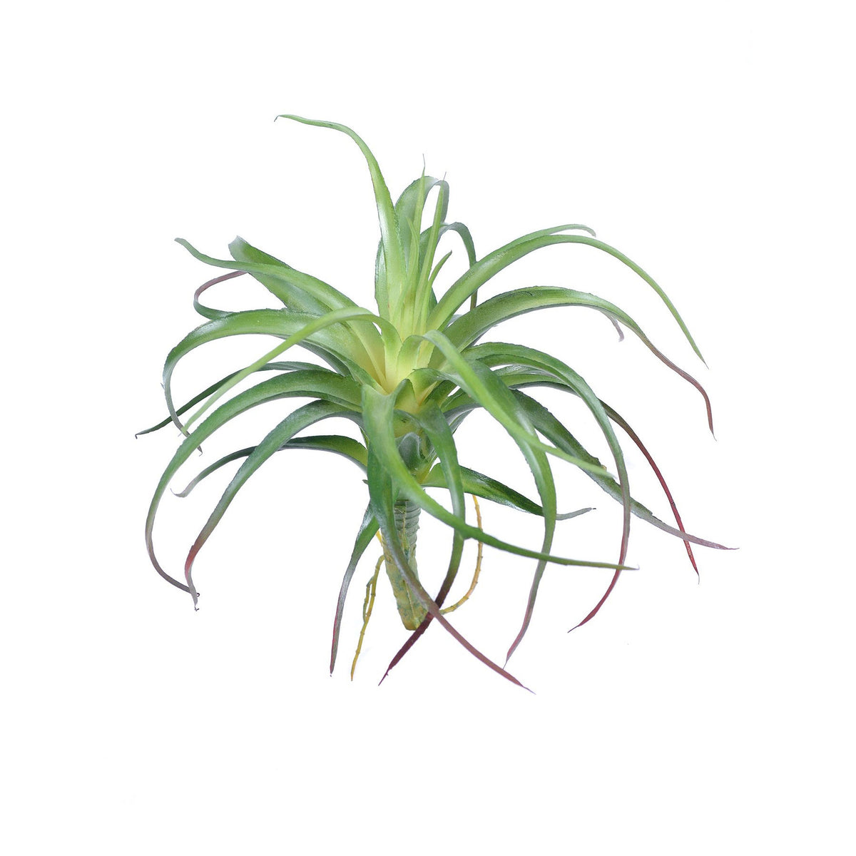 Tillandsia Air Plant 6.5''