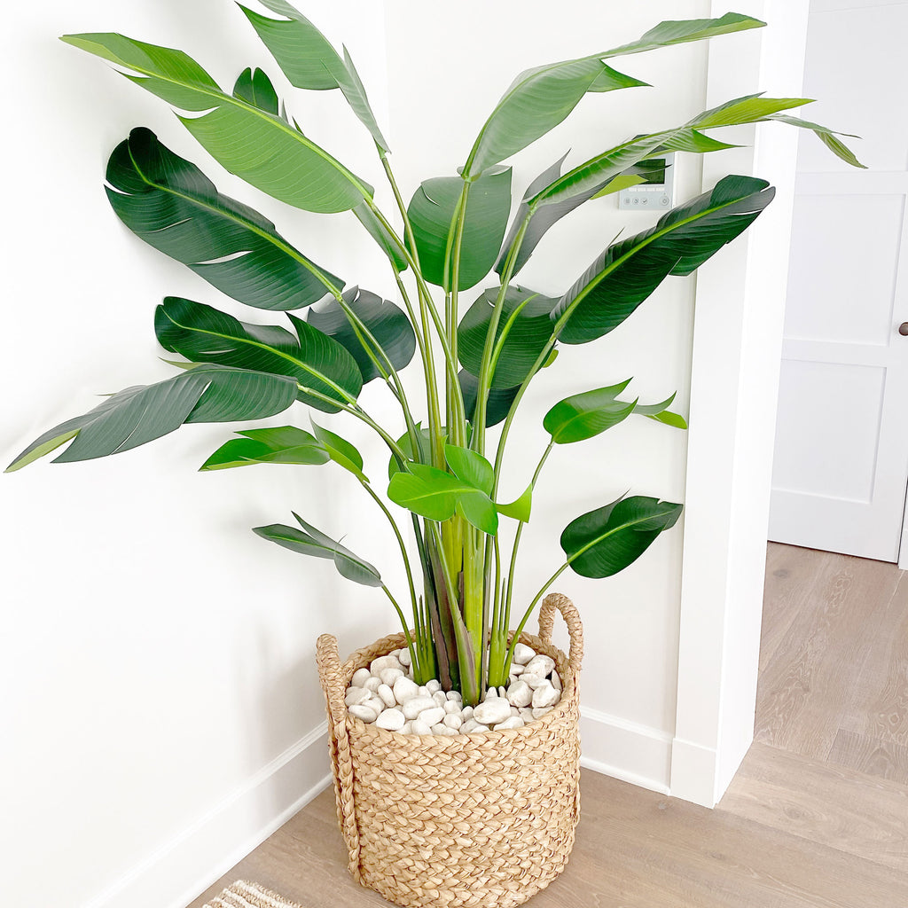 a 7' travellers palm tree in a braided basket by Palm Bungalow