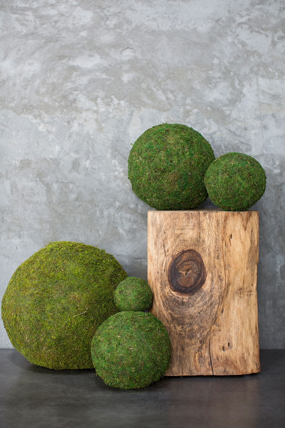 Moss Ball Md 5 Forever Green Art 5 inch Medium Preserved Moss Ball made in  America [mos05] - $21.00 : Forever Green Art, Preserved Plants for Home and  Business