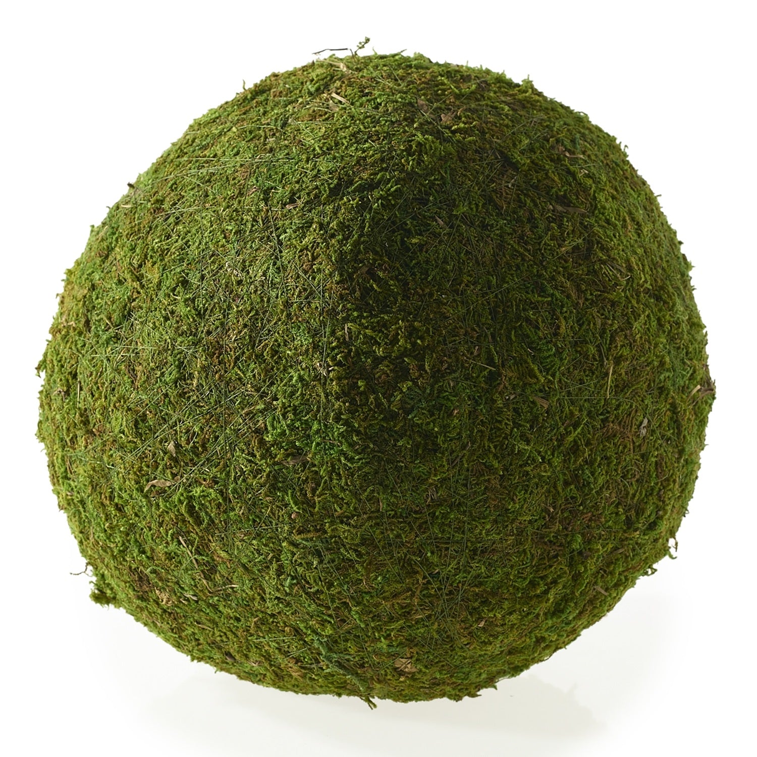 Moss Ball Md 5 Forever Green Art 5 inch Medium Preserved Moss Ball made in  America [mos05] - $21.00 : Forever Green Art, Preserved Plants for Home and  Business