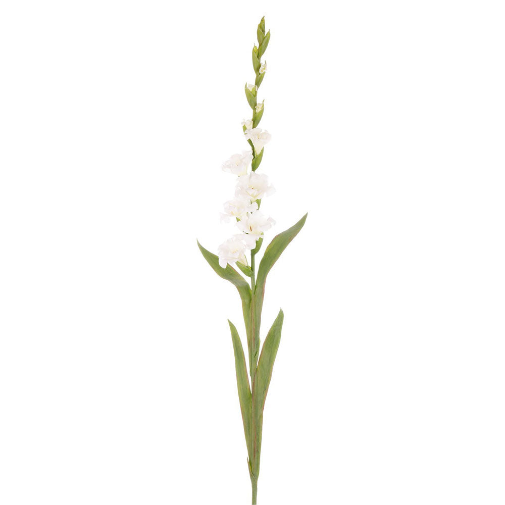 Gladiolus Stem White