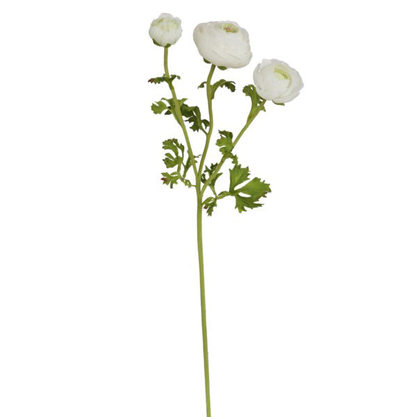 Ranunculus Stem White 24"