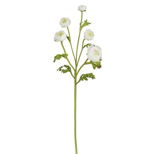 Ranunculus Stem White 21.5"
