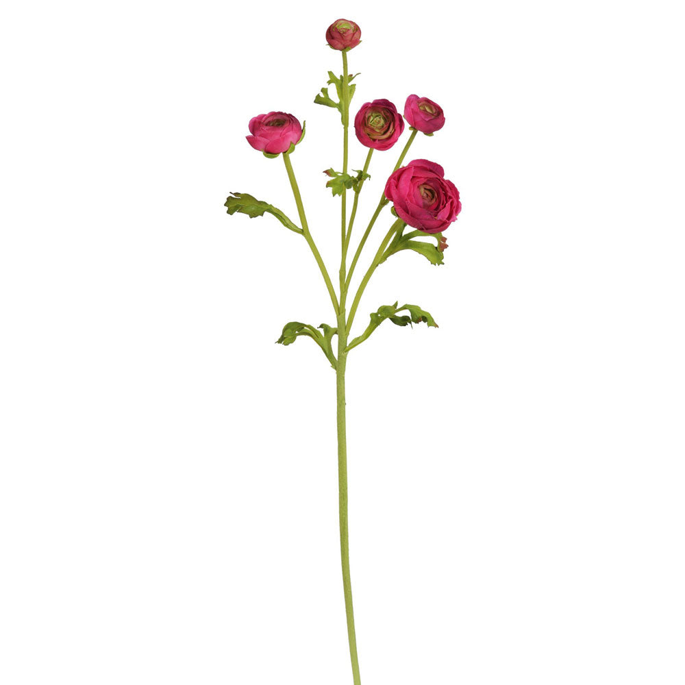 Ranunculus Stem Red 21.5"