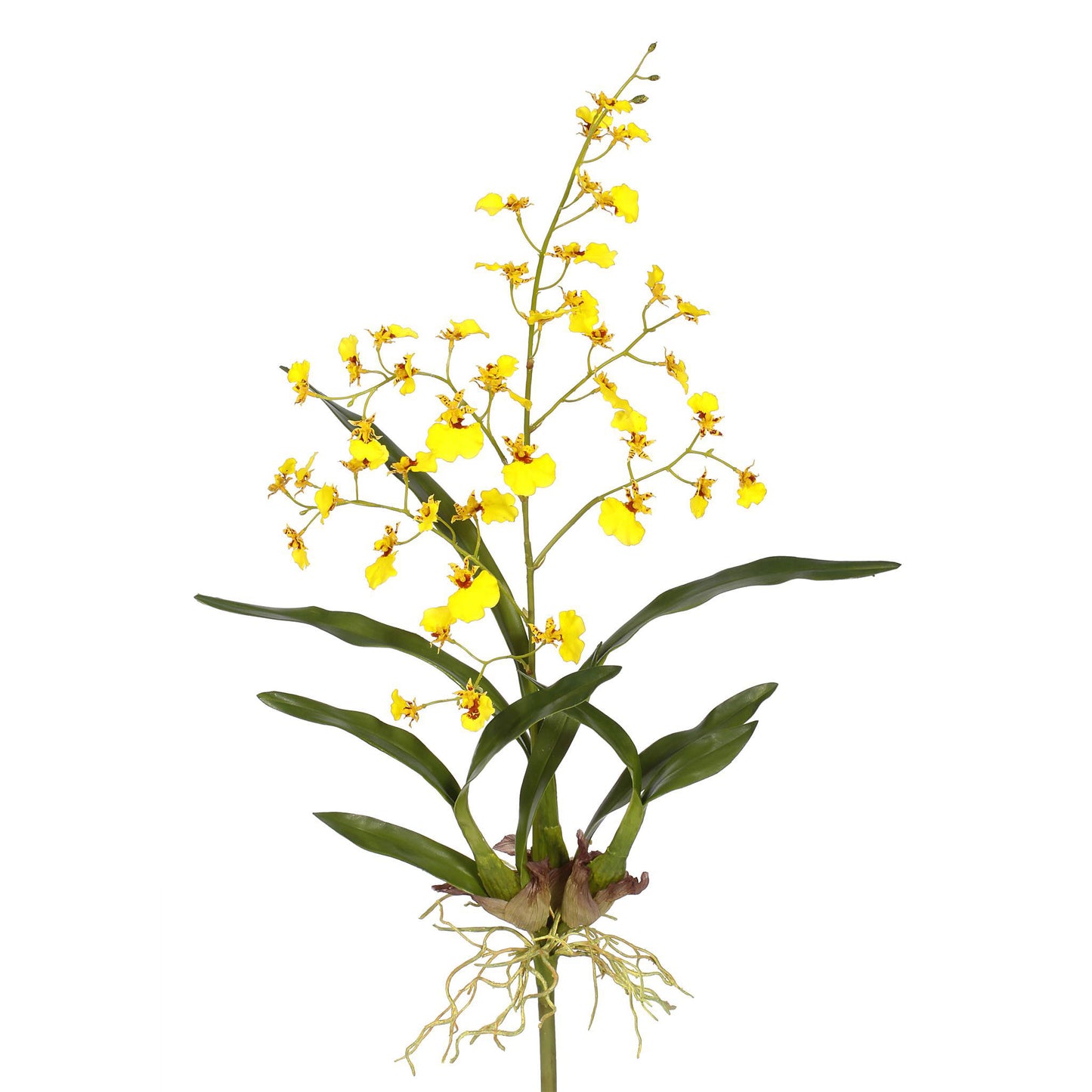 Oncidium Orchid Plant Yellow 29''