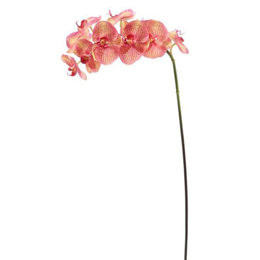 Phalaenopsis Orchid Stem Kaleidoscope 34''