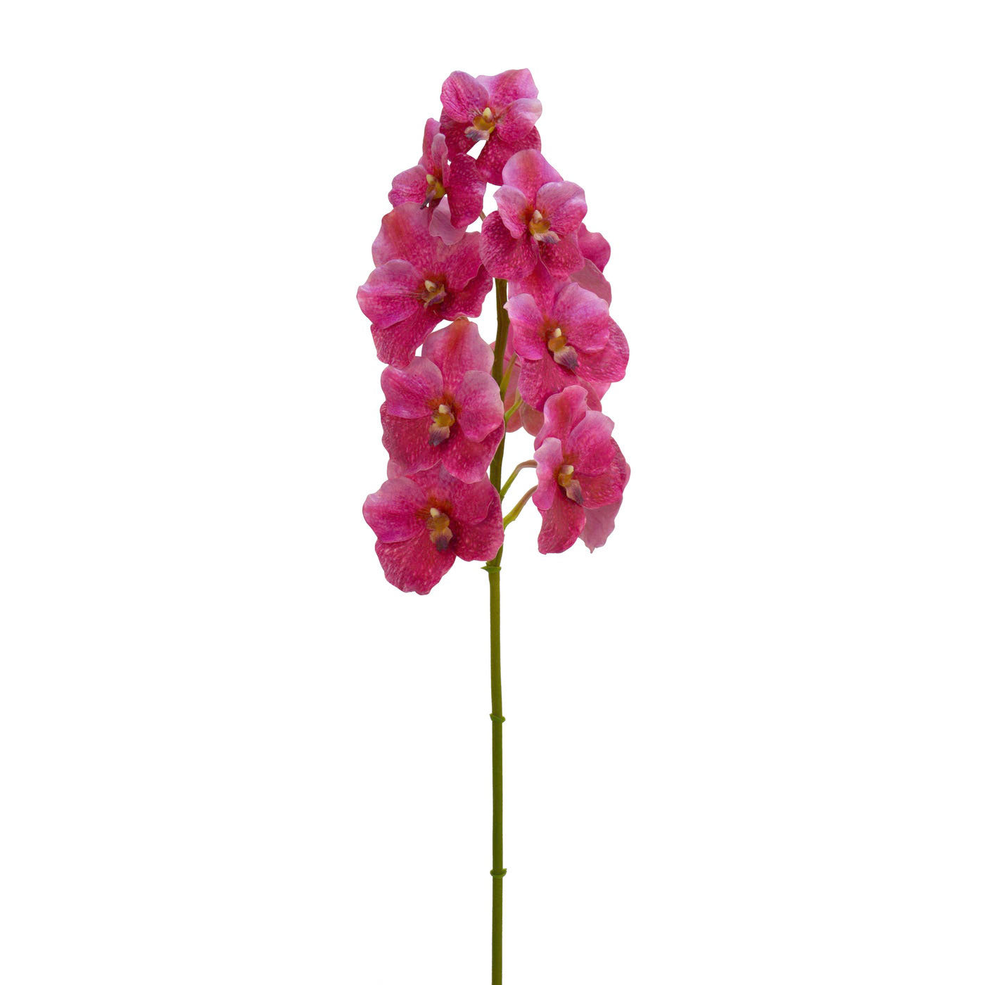 Vanda Orchid Stem Fuchsia 31''