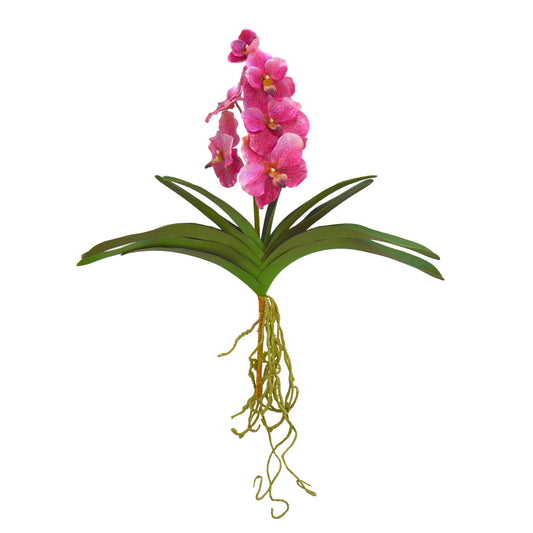 Vanda Orchid Plant Fuchsia 21''
