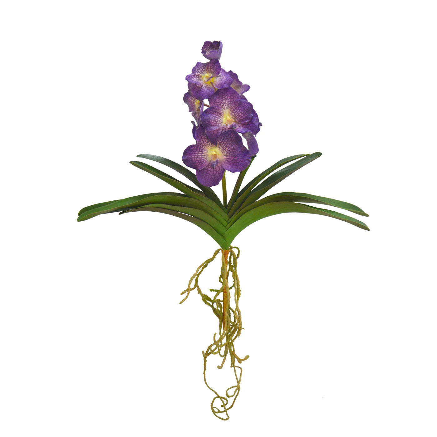 Vanda Orchid Plant Purple 21''