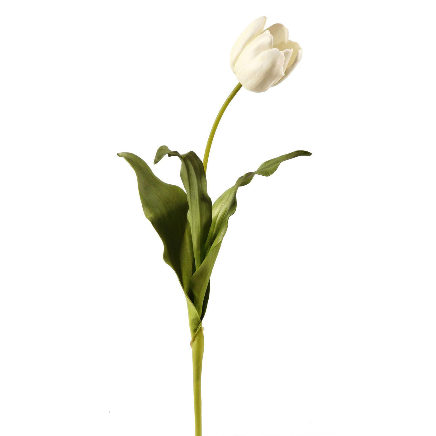 French Tulip Open White 24.5"