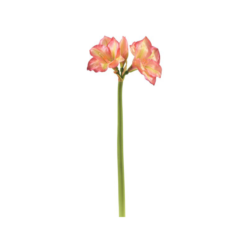 Amaryllis Pink 30"