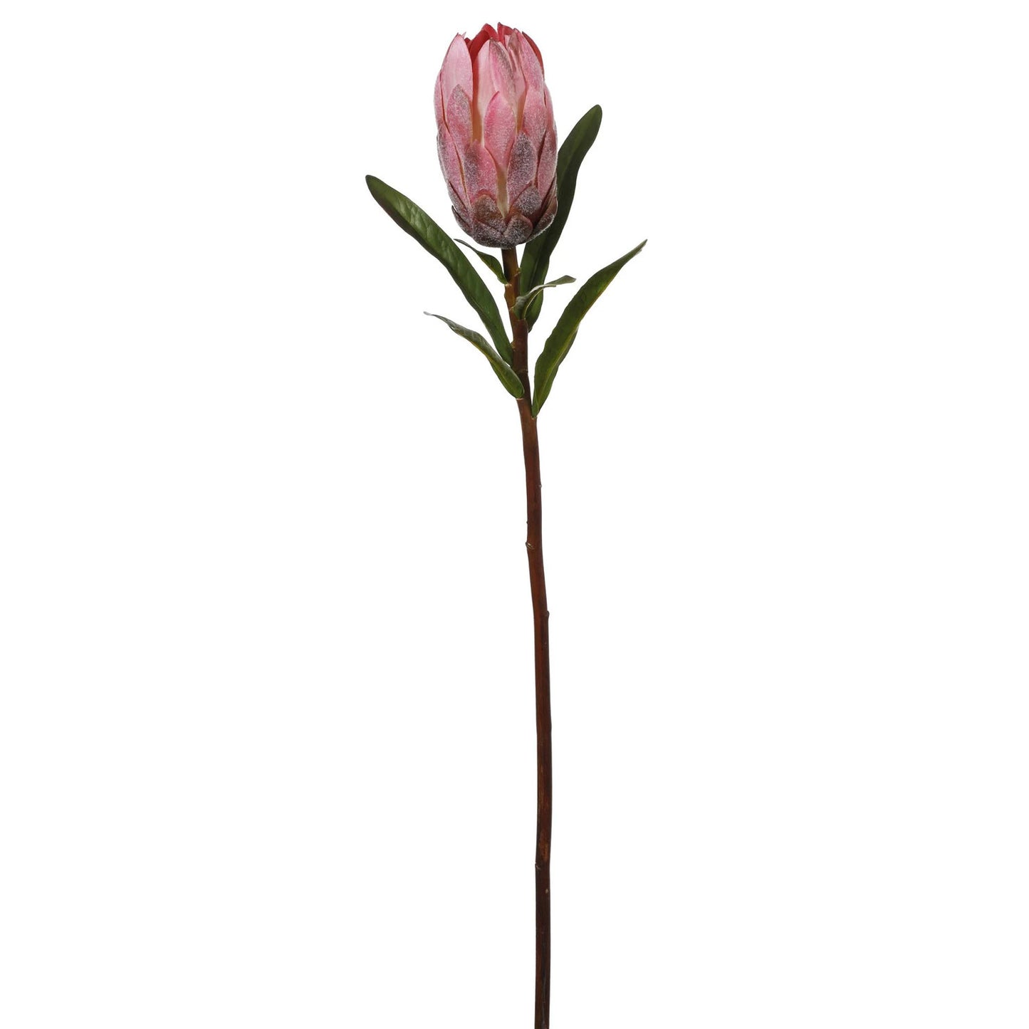 Protea 24''