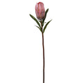 Protea 24''
