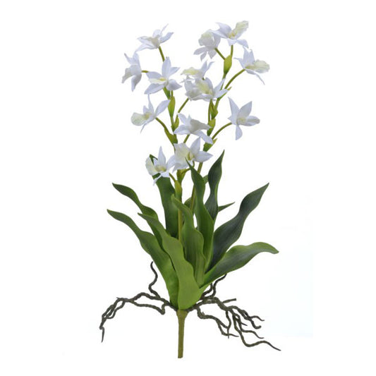 Mini Zygopetalum Orchid White 21.5''