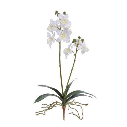 Mini Cymbidium Orchid White 17''