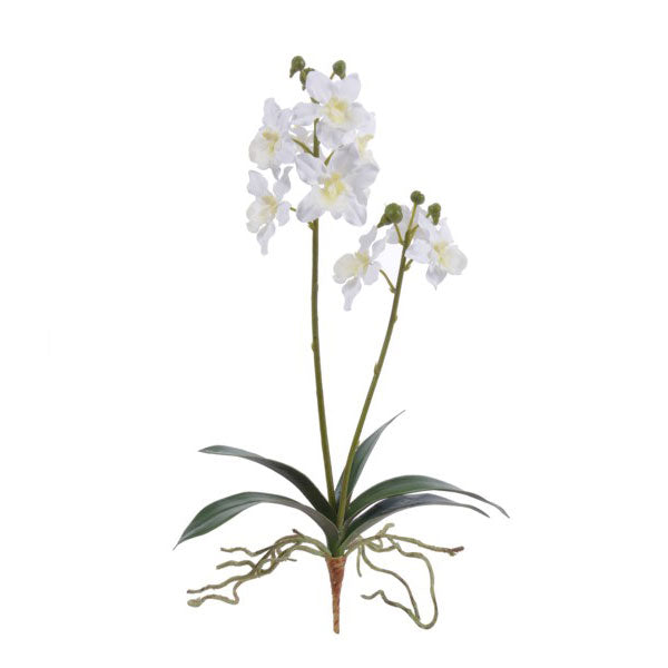 Mini Oncidium Orchid White 18''