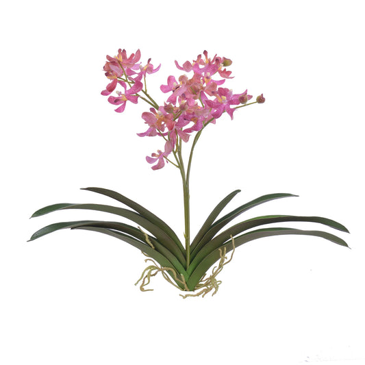 Vanda Orchid Plant Pink 23''