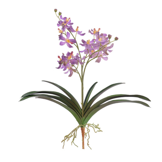 Vanda Orchid Plant Periwinkle 23''