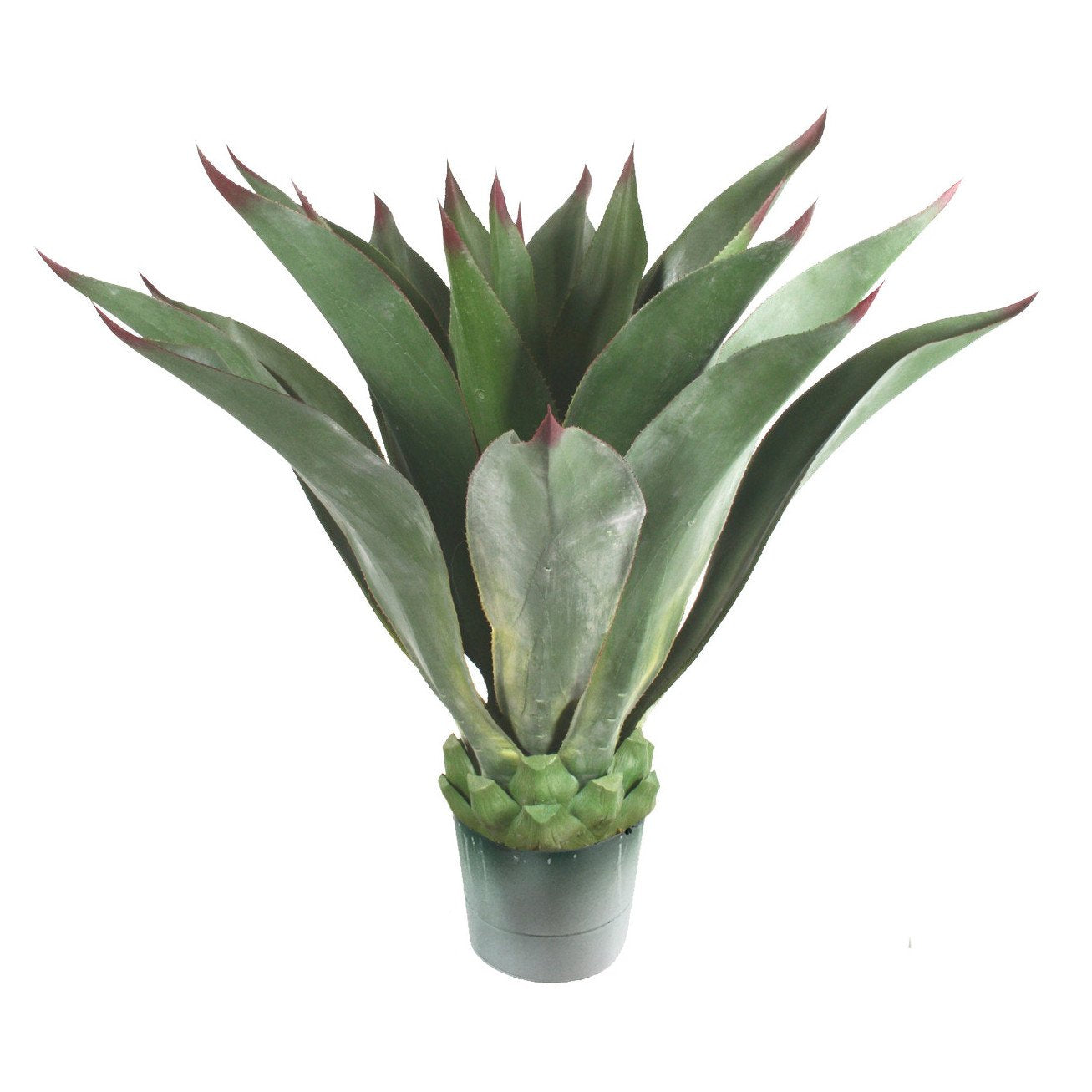 Agave (UV) 39"