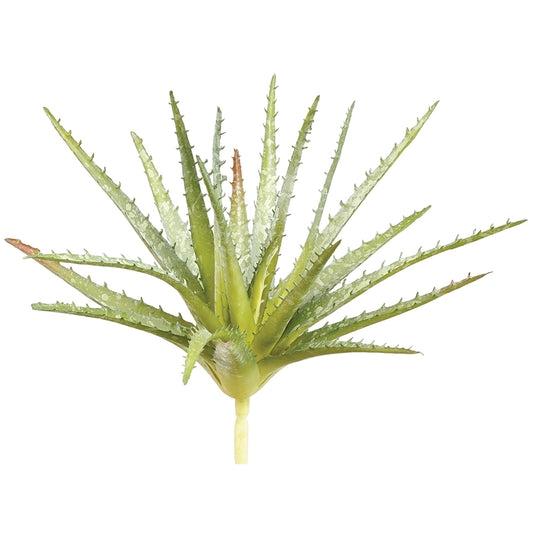 Aloe Succulent Plant 11"