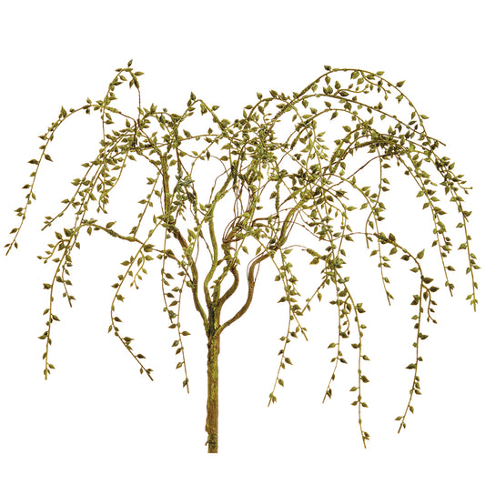 String of Pearl Bush