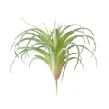Ionantha Air Plant