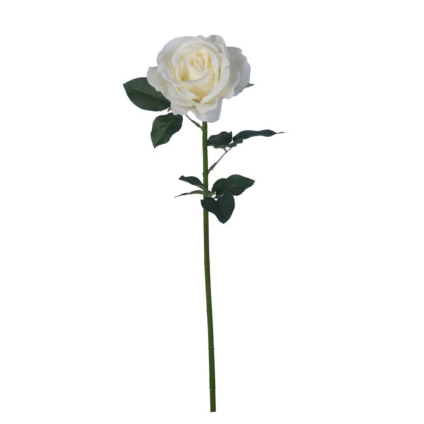 White Heirloom Rose 24"
