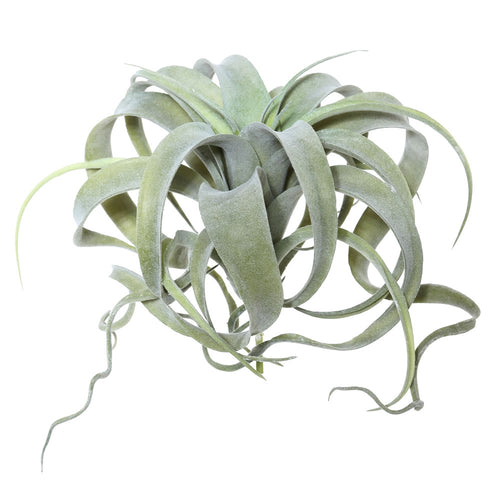 zero graphics air plant Faux Xerographica airplane artificial air plant faux air plant artificial airplant – Palm Bungalow