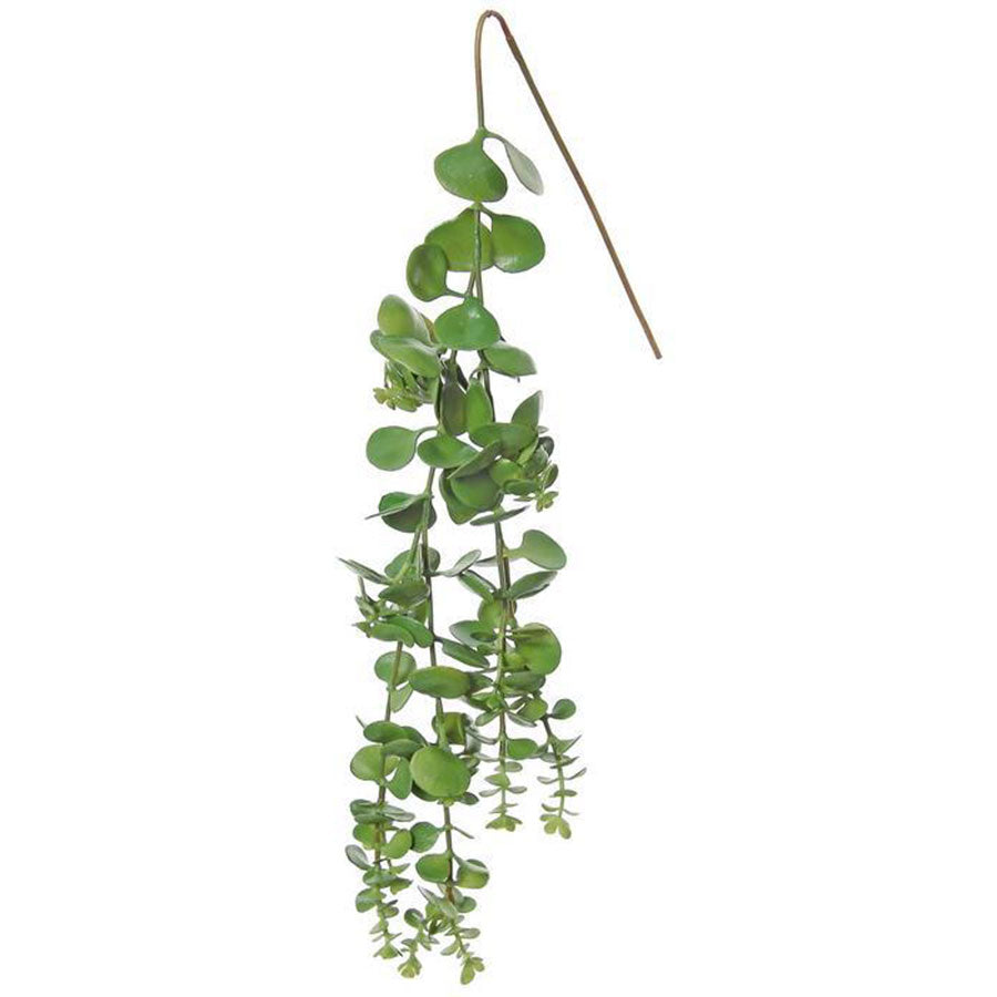 Hanging Sedum Succulent Long