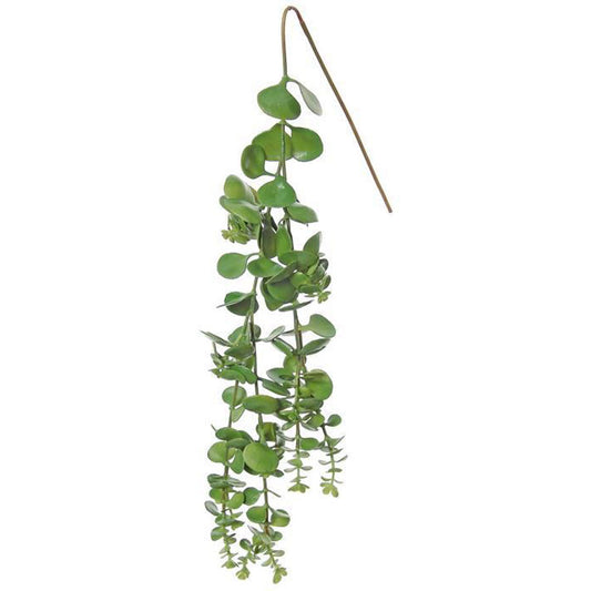 Hanging Sedum Succulent Long