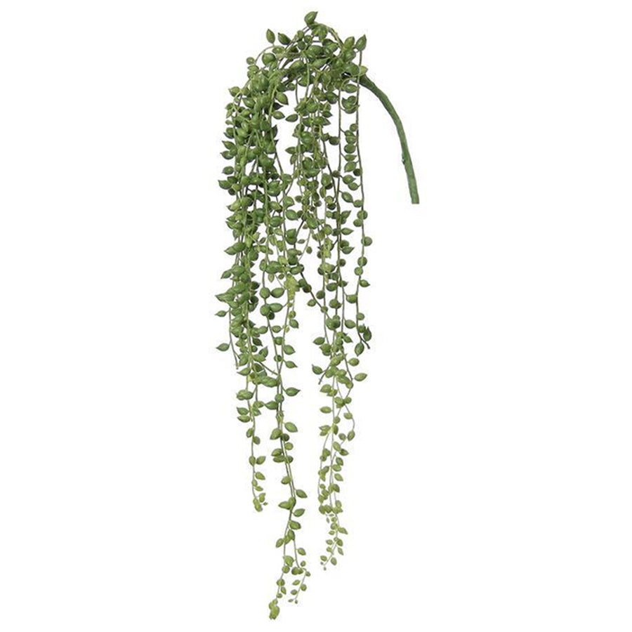 String of Pearl Succulent