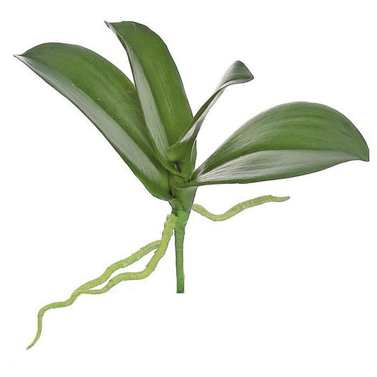 Phalaenopsis Orchid Leaf Set 11"
