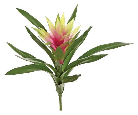 Mini Bromeliad Pink 14"