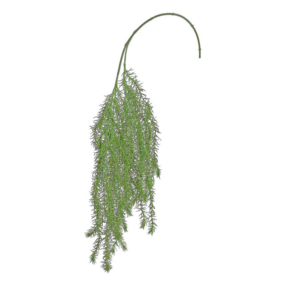 Trailing Asparagus Fern 35"