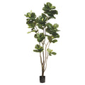 Fiddle Leaf Fig Tree 8'