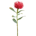 Protea Stem Red 21"